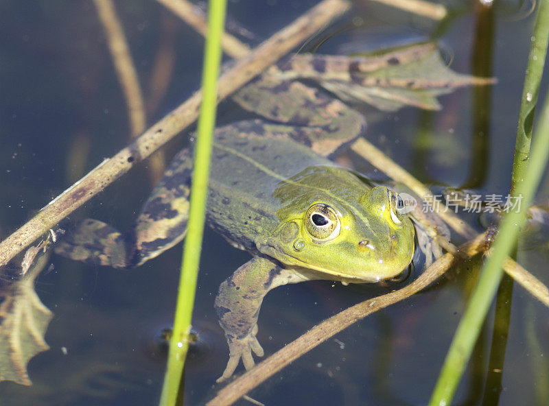 绿色可食用蛙(Rana esculenta synkl.)